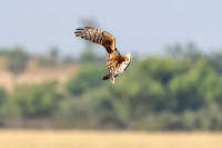 Tal Chhapar Wildlife Sanctuary